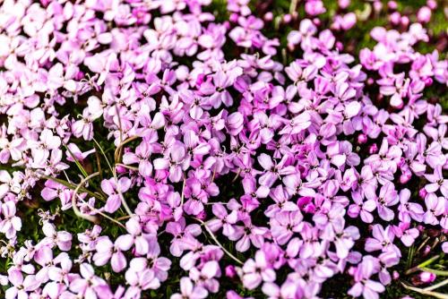 Blumen