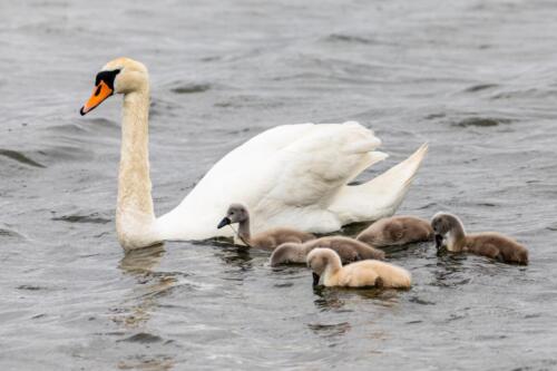Schwan