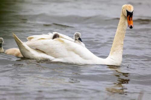 Schwan